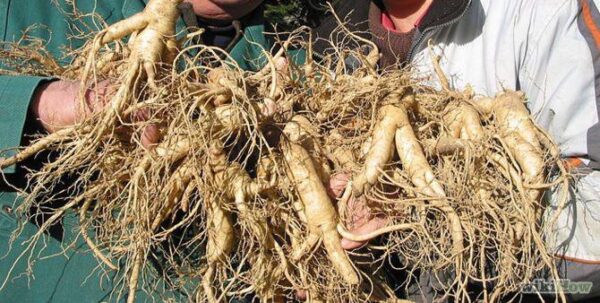 Fresh Wild Ginseng Large Roots 20 - 30 Years